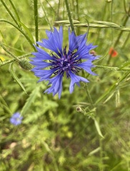 Centaurea cyanus