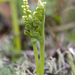 Spathulate Moonwort - Photo (c) Samuel Brinker, some rights reserved (CC BY-NC), uploaded by Samuel Brinker