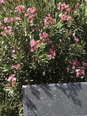 Nerium oleander