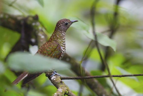 Gethyllis britteniana Baker