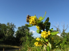 Berberis wilsoniae