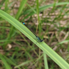 Ischnura elegans