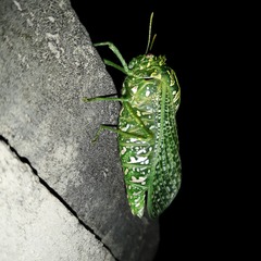 Physemacris variolosa