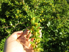 Berberis wilsoniae