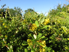 Berberis wilsoniae
