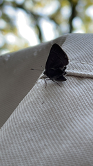Satyrium calanus