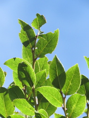 Xylosma spiculifera