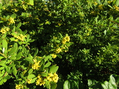 Berberis wilsoniae