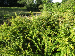 Berberis wilsoniae
