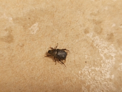 Hoplia graminicola
