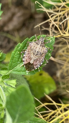 Halyomorpha halys