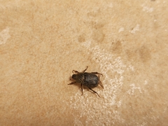 Hoplia graminicola