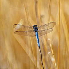 Orthetrum coerulescens
