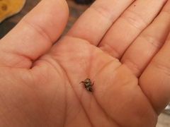 Hoplia graminicola