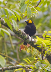 Ploceus melanogaster