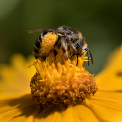 Melissodes subillatus