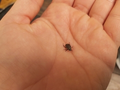 Hoplia graminicola