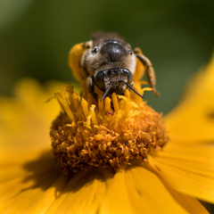 Melissodes subillatus