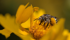 Melissodes subillatus