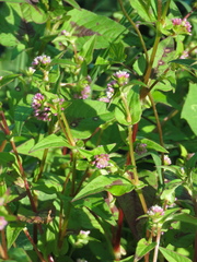 Persicaria nepalensis
