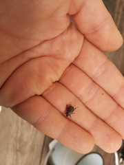 Hoplia graminicola