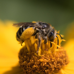 Melissodes subillatus