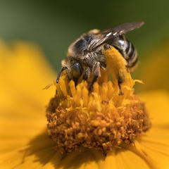 Melissodes subillatus