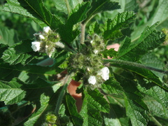 Fuertesimalva limensis