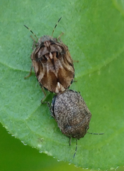 Sphyrocoris obliquus