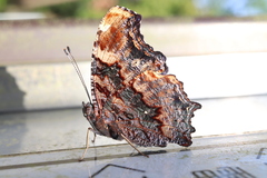 Kaniska canace nojaponicum