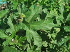 Fuertesimalva limensis