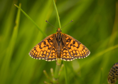 Melitaea varia