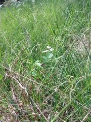 Coenonympha oedippus