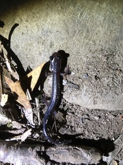 Plethodon metcalfi