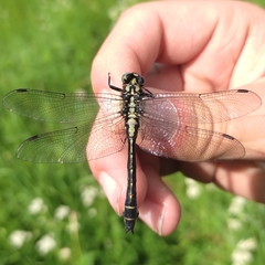 Gomphus vulgatissimus