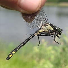 Gomphus vulgatissimus