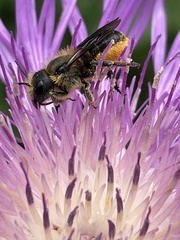 Osmia leaiana
