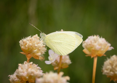 Pieris ergane