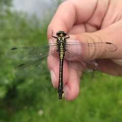 Gomphus vulgatissimus