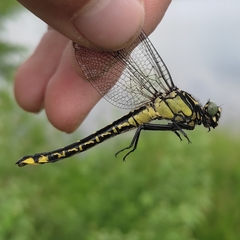 Gomphus vulgatissimus