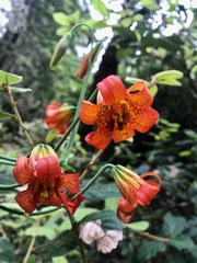 Lilium maritimum
