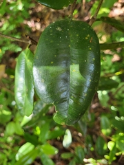 Pimenta racemosa grisea