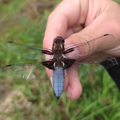 Libellula depressa