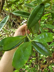 Pimenta racemosa grisea