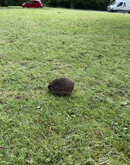 Erinaceus europaeus
