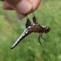 Libellula depressa