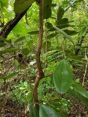 Pimenta racemosa grisea