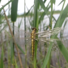 Orthetrum cancellatum