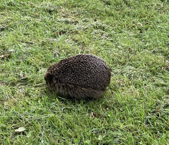 Erinaceus europaeus