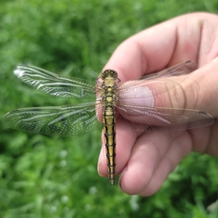 Orthetrum cancellatum